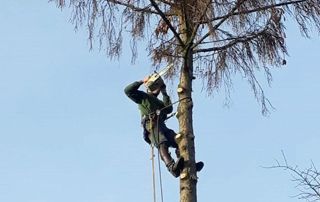 bomen-roosens-brussel